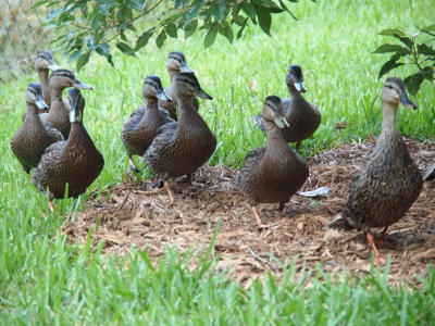 [Mom (in the lead) and the nine ducklings walk across a mulched area under a tree as they pass through the grass.]